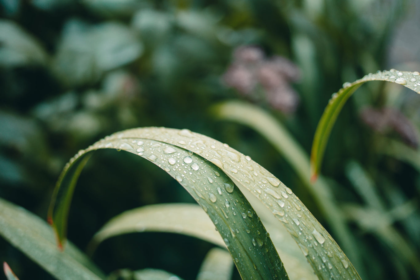 Close up van een plant met druppels